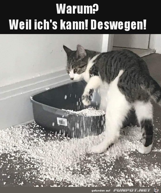 Ich kann das halt als Katze