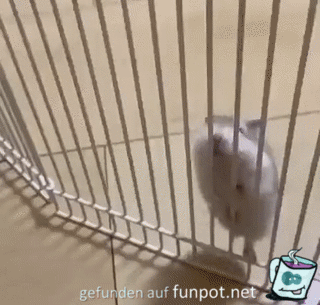 Hamster klettert am Gitter hoch