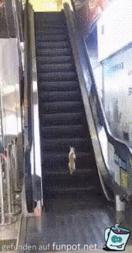 Die Katze und die Rolltreppe