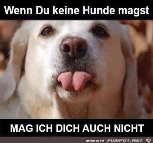 Wenn du keine Hunde magst