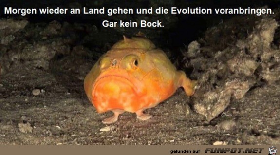 Die Evolution voranbringen