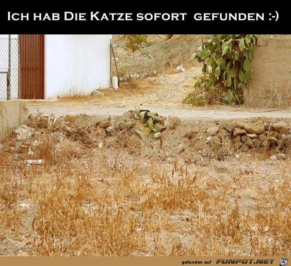 Finde die Katze