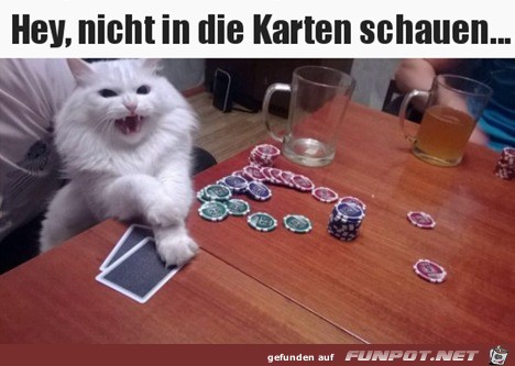 Katze spielt Karten