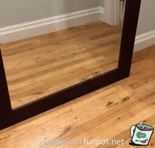 Hund erschreckt sich vor eigenem Spiegelbild