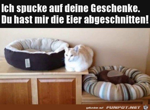 Katze will deine doofen Geschenke nicht