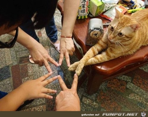 Finger berhren mit Katze