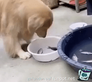 Hund trgt Fisch ins Wasser
