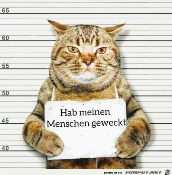 Katze ist schuldig