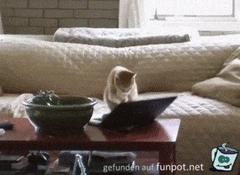 Katze am Laptop