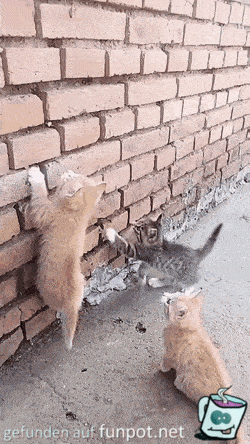 Katzen klettern an Mauer hoch