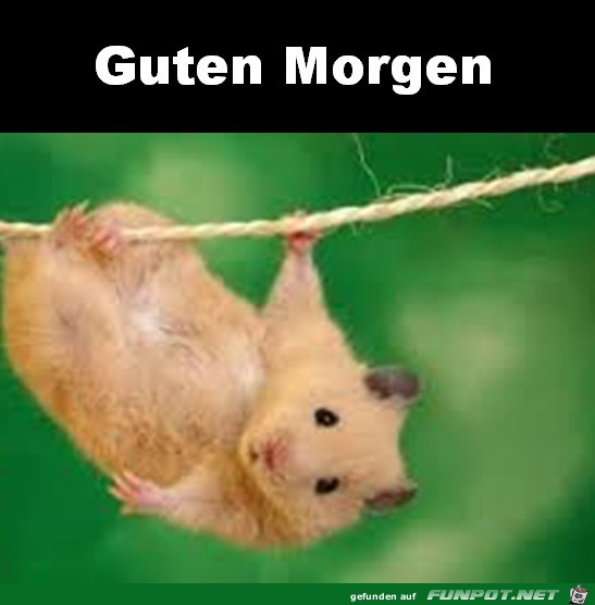 guten Morgen