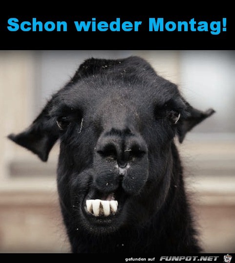 Wieder Montag