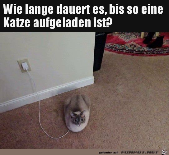 Katze ldt