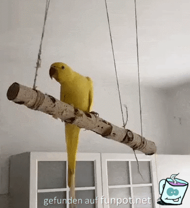 Papagei fällt von der Schaukel