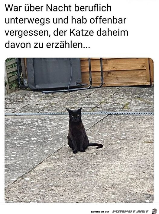 Katze ist sauer