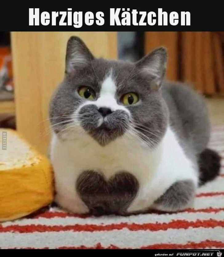 Herziges Ktzchen