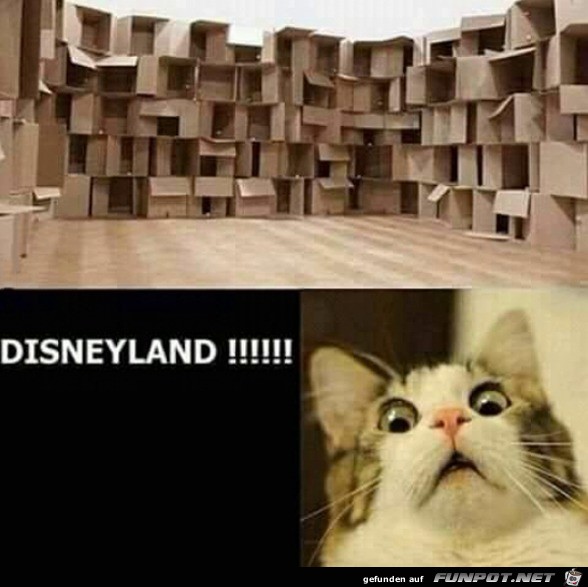 Disneyland fr eine Katze