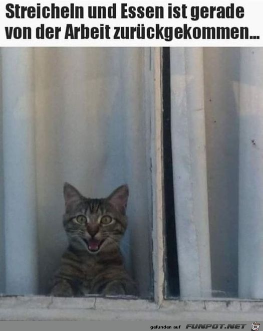 Katze freut sich