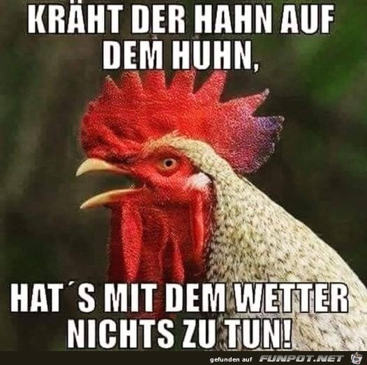 Krht der Hahn