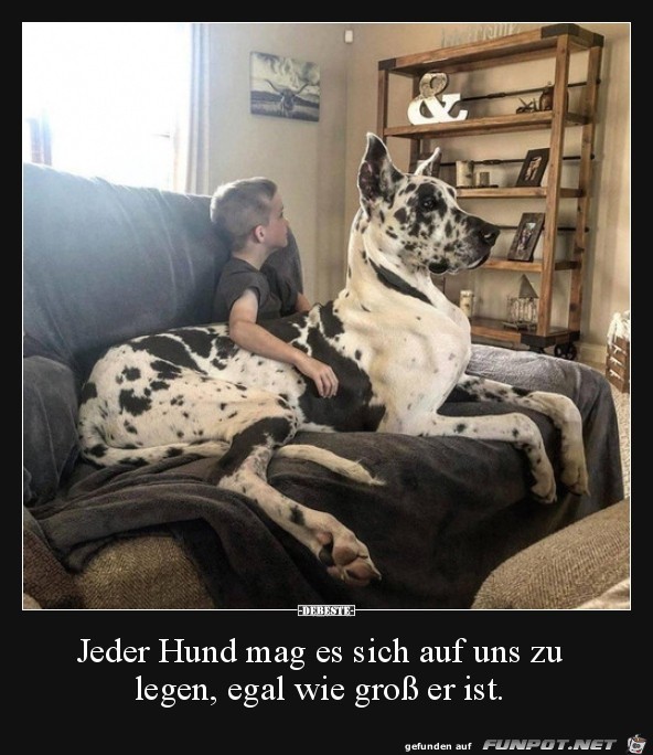 Jeder Hund mag das