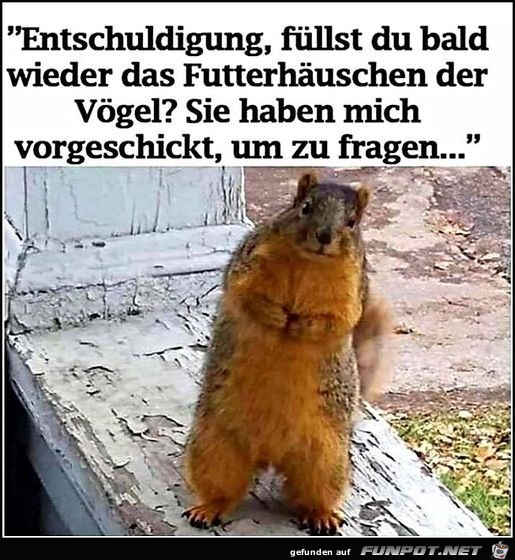 Wann wird das Vogelhuschen wieder aufgefllt?