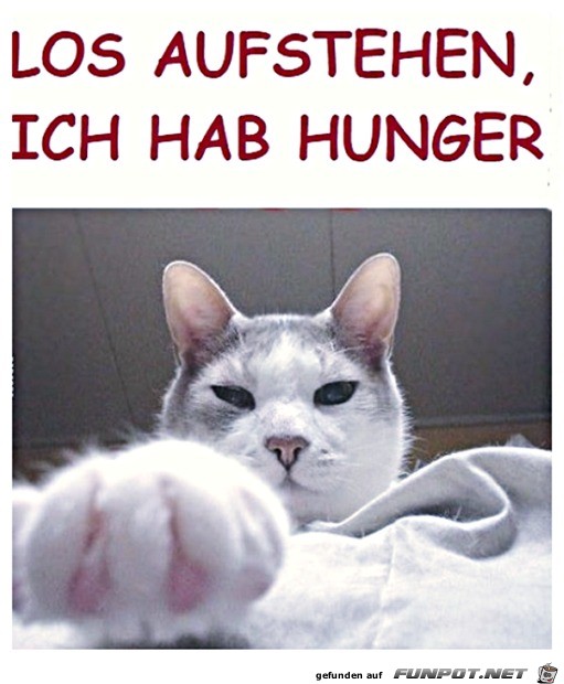 Steh auf - die Katze hat Hunger