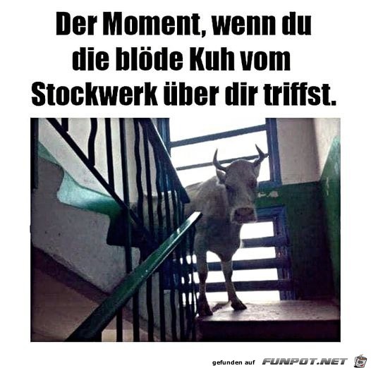 Die blöde Kuh von oben Die blöde Kuh von oben
