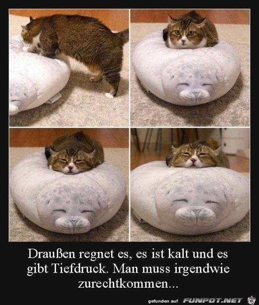 Katze macht es sich gemtlich