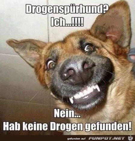 Hund hat nichts gefunden