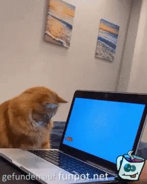 Katze und Laptop