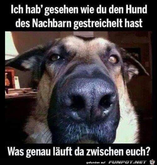 Anderen Hund gestreichelt