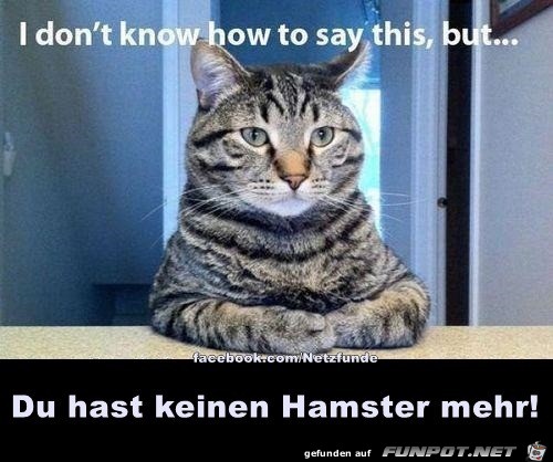 Katze hat Hamster gefressen