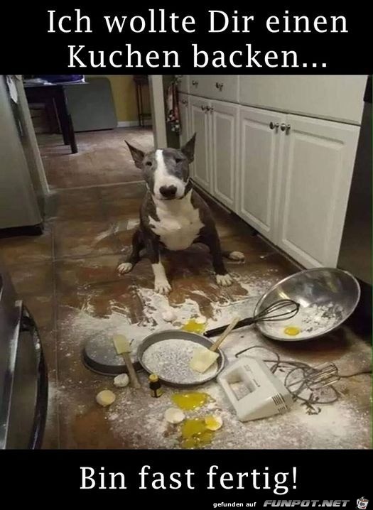 Hund wollte Kuchen backen