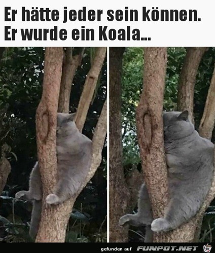 Katze ist Koala