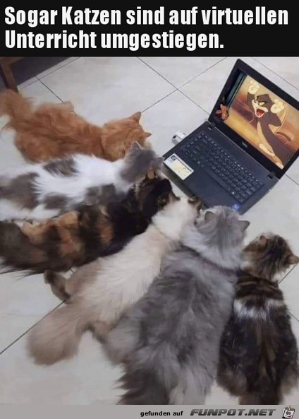 Katzen im virtuellen Unterricht