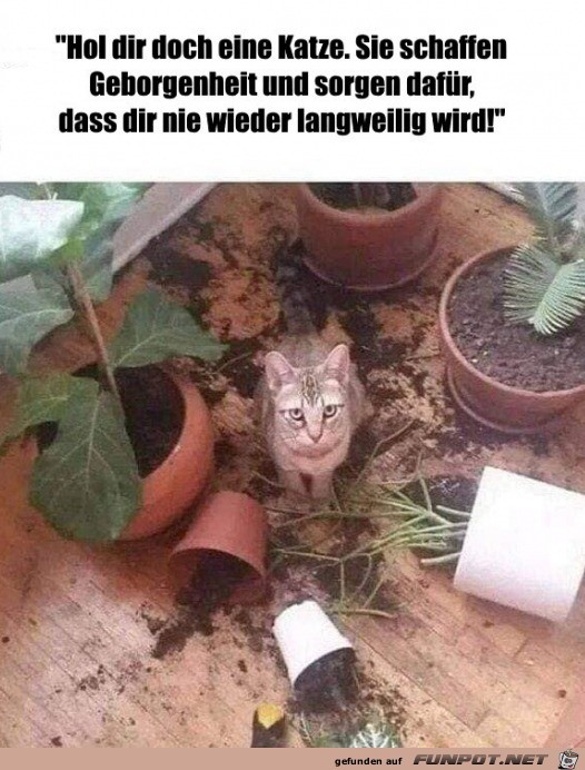 Mit einer Katze wird es nie langweilig