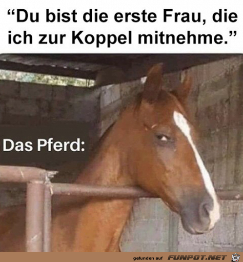 Da guckt das Pferd dann doch sehr skeptisch