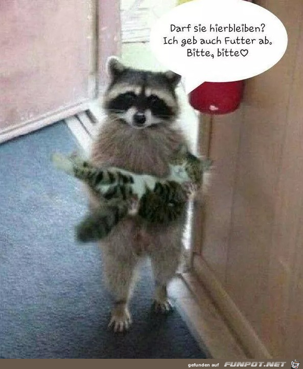 Darf die Katze hier bleiben? Darf die Katze hier bleiben?
