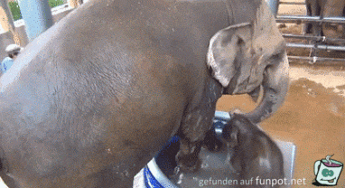 Niedlicher Baby-Elefant soll aus der Wanne