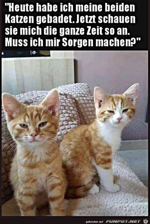 Katzen gucken verstimmt