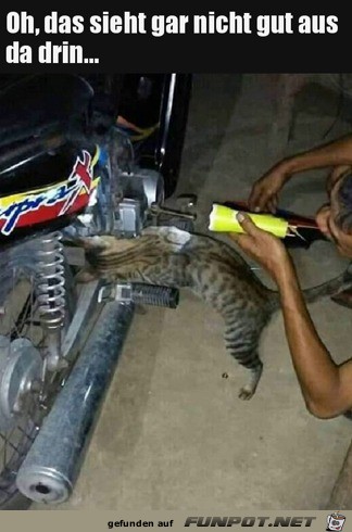 Katze prft Motorrad