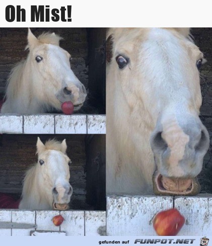 Pferd verliert Apfel