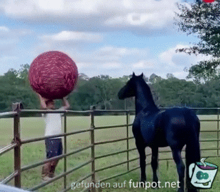 Das Pferd und der Ball