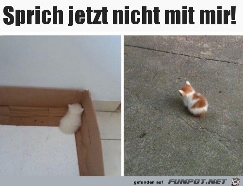 Ktzchen ist beleidigt