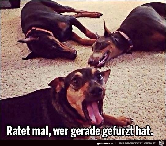 Hund hat gepupst