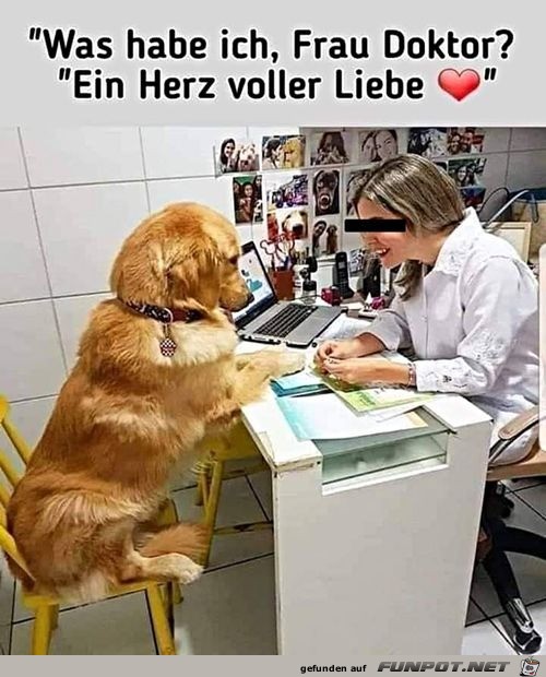 Hund will seine Diagnose wissen