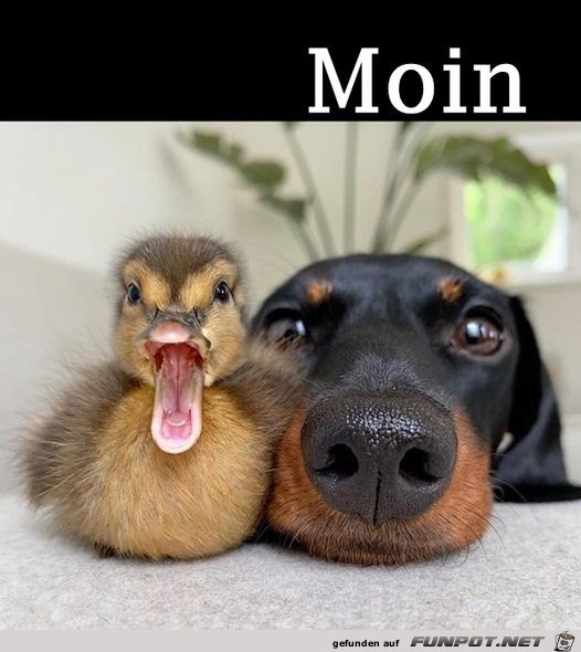 Guten Morgen