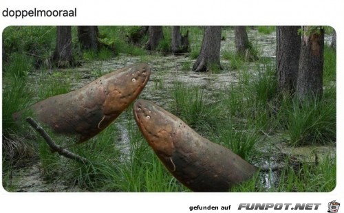 Doppelmooraal Doppelmooraal