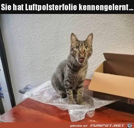 Luftpolsterfolie gefllt der Katze