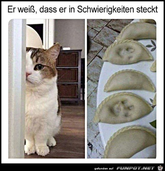 Katze mit schlechtem Gewissen